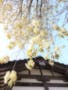 瑞雲寺 納骨堂前のうこん桜