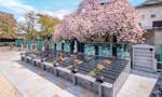 妙正寺 永代供養墓・樹木葬 春には桜が苑内を鮮やかに彩ります