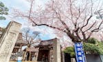 妙正寺 永代供養墓・樹木葬 満開の桜が美しい春の山門