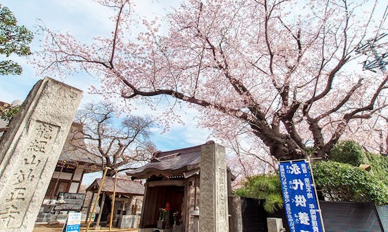 妙正寺 永代供養墓・樹木葬