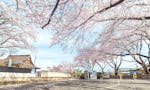 妙正寺 永代供養墓・樹木葬 駐車場も桜に包まれます