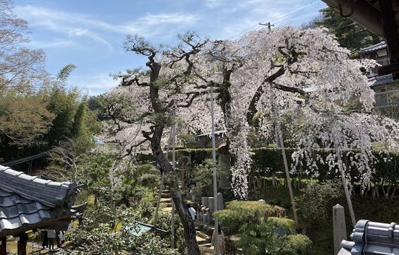 高原寺浄園 永代供養墓