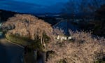 高原寺浄園 永代供養墓 春の時期に見られる、夜のしだれ桜は圧巻です