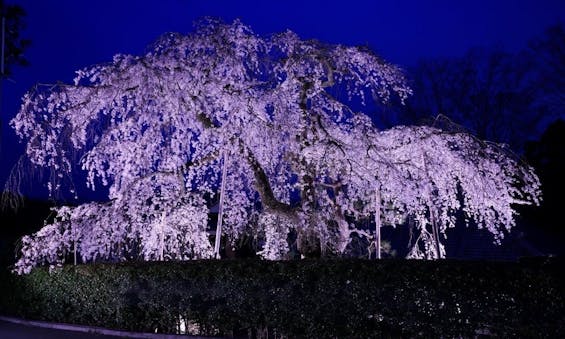 高原寺浄園 永代供養墓