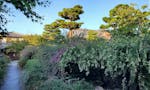 東光院萩の寺・永代供養墓『吉祥林永代塔』 季節になると境内に色とりどりの萩の花が咲き誇ります