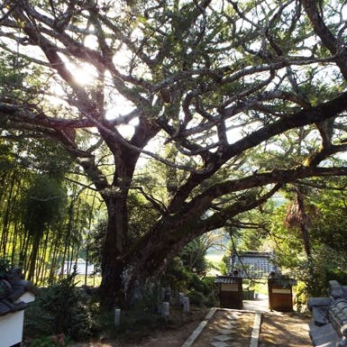 大舟寺 樹木葬