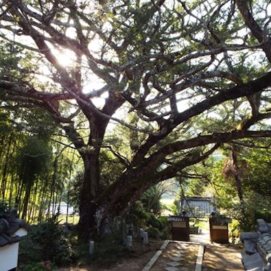 大舟寺 樹木葬