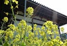 大仙寺 季節の花々が境内を彩ります