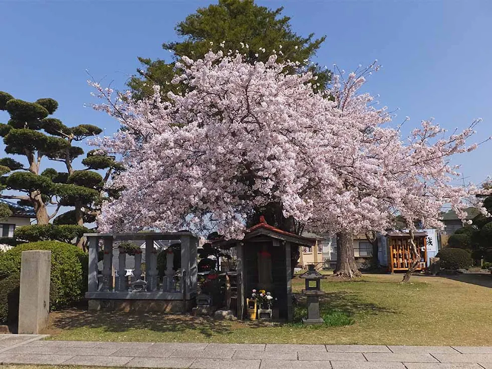 玄珊墓苑 樹木葬 永代供養墓「菩提」(茅ヶ崎市)の霊園