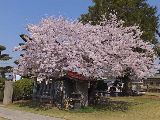 玄珊墓苑  樹木葬 永代供養墓「菩提」