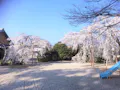 正願寺墓地 樹木葬 枝垂桜