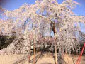 正願寺墓地 樹木葬 枝垂桜