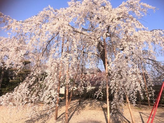 正願寺墓地 樹木葬