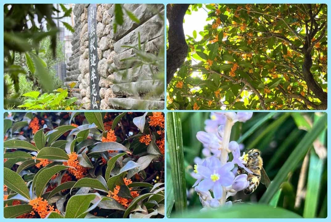 プレミアム中野樹木葬墓地