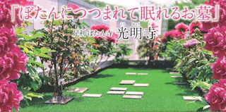 足利ぼたん寺 光明寺