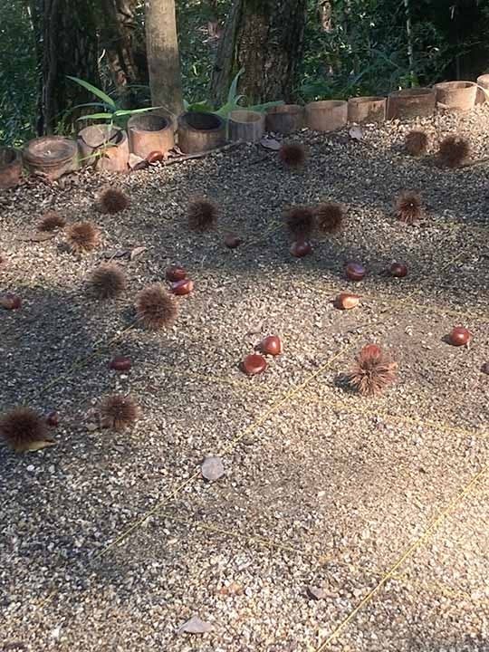 自然に還る樹木葬 「里の丘」