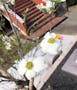 樹木葬霊園みずき 熱海 ハナミズキの花