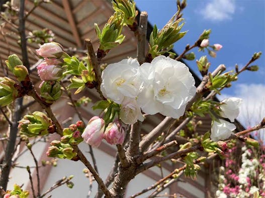 中台寺 永代供養墓・樹木葬