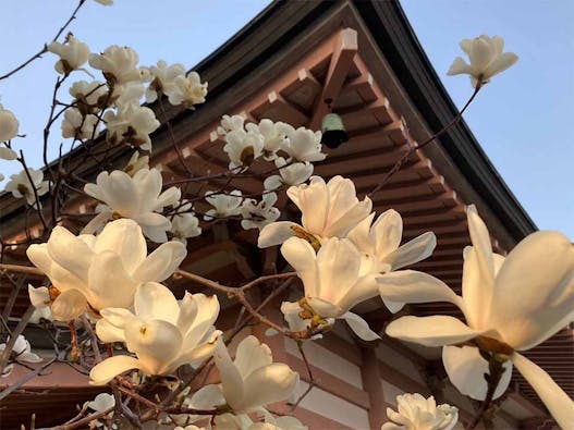 中台寺 永代供養墓・樹木葬