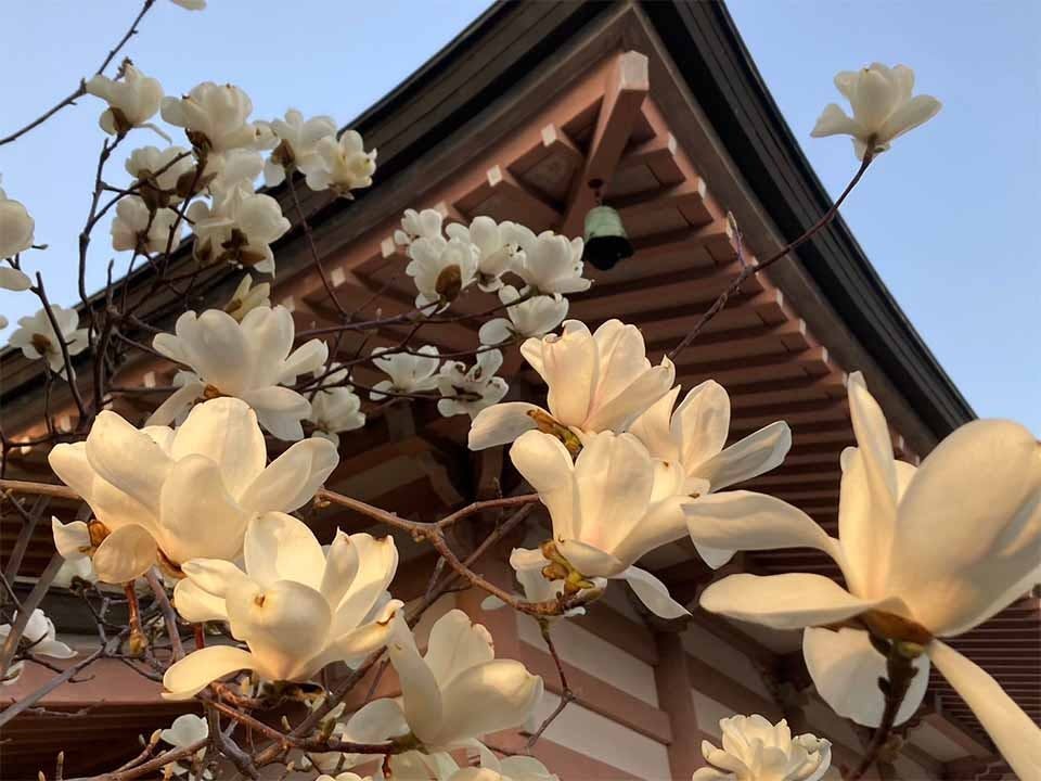 中台寺 永代供養墓・樹木葬