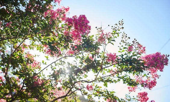 石巻上品樹木葬