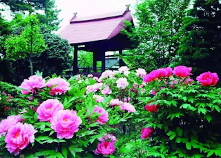 龍真寺（牡丹寺）