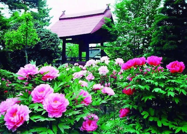 龍真寺（牡丹寺）