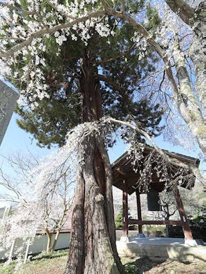 正蓮寺 スマート墓地・樹木葬・永代供養墓