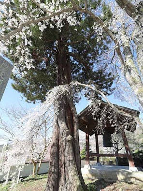 正蓮寺 スマート墓地・樹木葬・永代供養墓