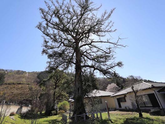 正蓮寺 スマート墓地・樹木葬・永代供養墓