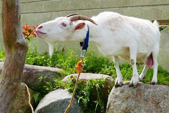 成龍寺【愛久の丘】