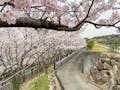 成龍寺 樹木葬【愛久の丘】 春の風景