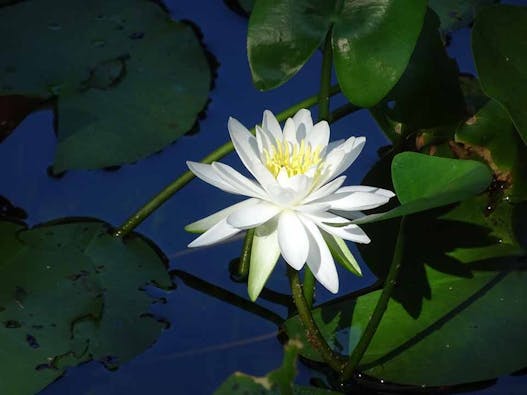 東福寺 即宗院 自然苑