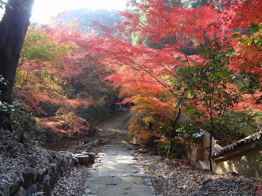 東福寺 即宗院 自然苑