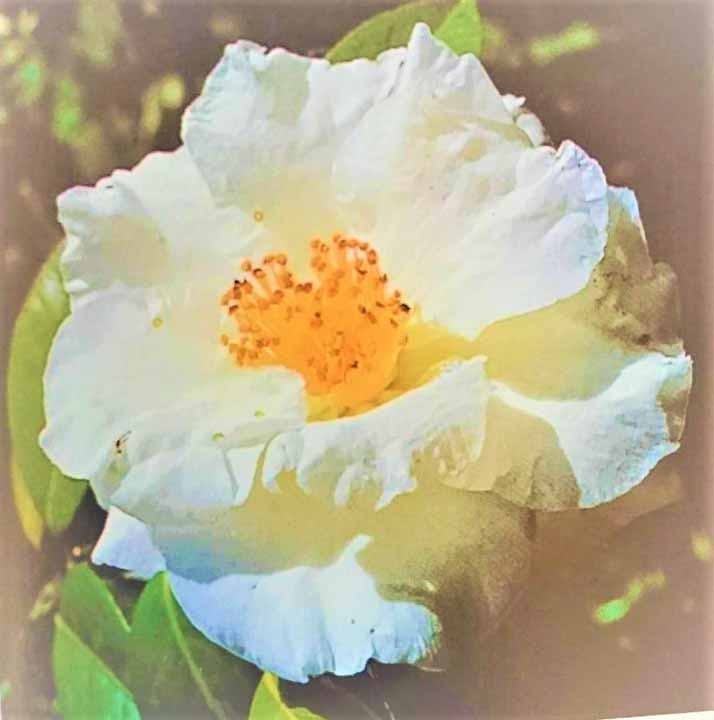 常見寺永代納骨堂 -無量寿廟-