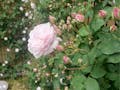 神楽坂 樹木葬 あかぎガーデン 墓域を彩るバラの花
