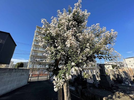 世田谷樹木葬墓地