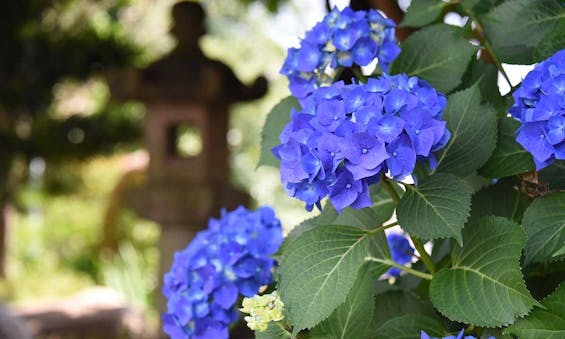 やくし霊園（薬師寺）