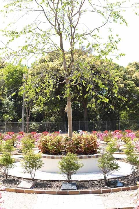「令和の里」記念樹公苑