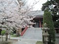 横須賀久里浜 樹木葬永久の郷 境内風景（桜の頃）