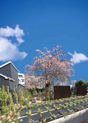 宗参寺『結いの桜』『優美の舞』