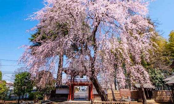 相頓寺 永代供養墓・樹木葬