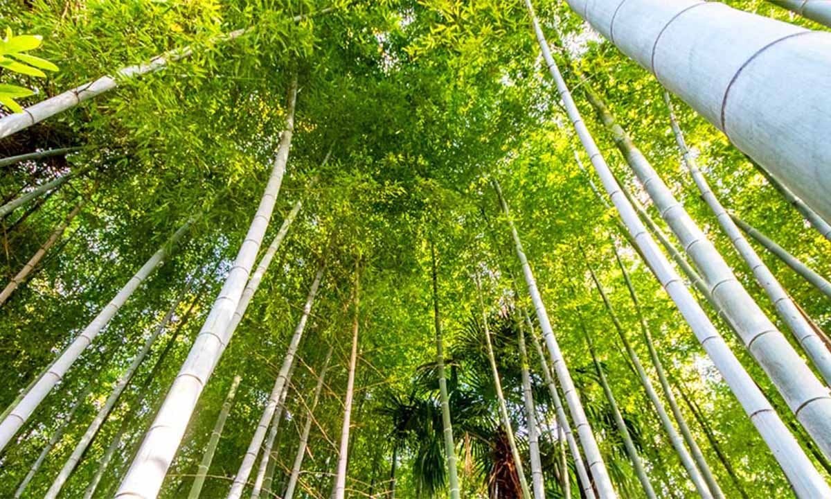 相頓寺 永代供養墓・樹木葬