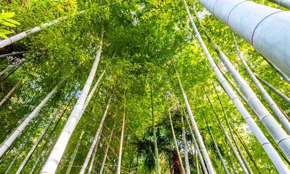 相頓寺 永代供養墓・樹木葬