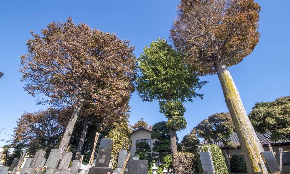 相頓寺 永代供養墓・樹木葬
