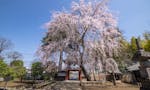 相頓寺 永代供養墓・樹木葬 春になると枝垂れ桜がお出迎え