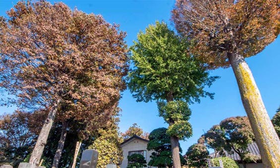 相頓寺 永代供養墓・樹木葬