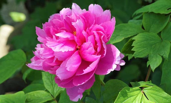 土浦霊園 善應寺