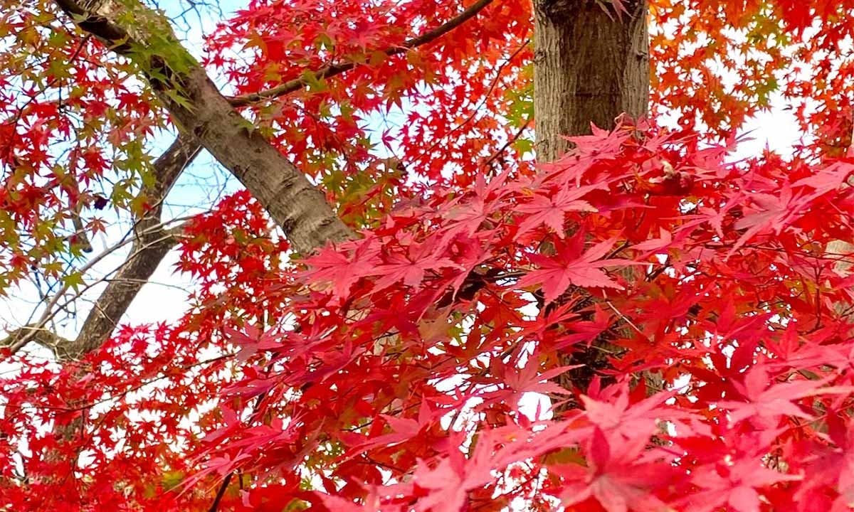 世田谷 樹木葬 『竹林葬』