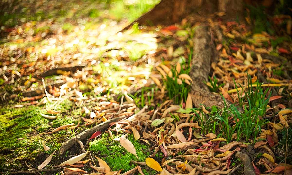世田谷 樹木葬 『竹林葬』